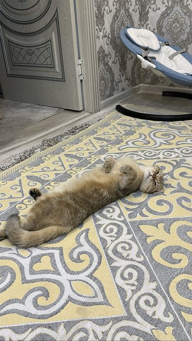 Вязка нашему Симону