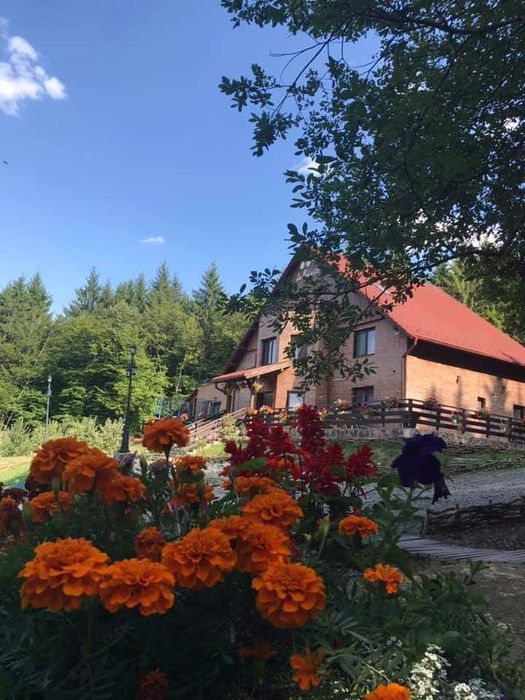 Cabana - ciubar, padure, sauna