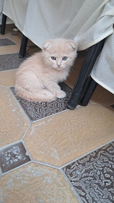 Shatlanka mushuk 2 oylik