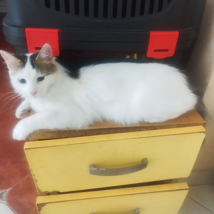 котенца от Созопол