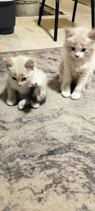 Отдам в добрые руки котят