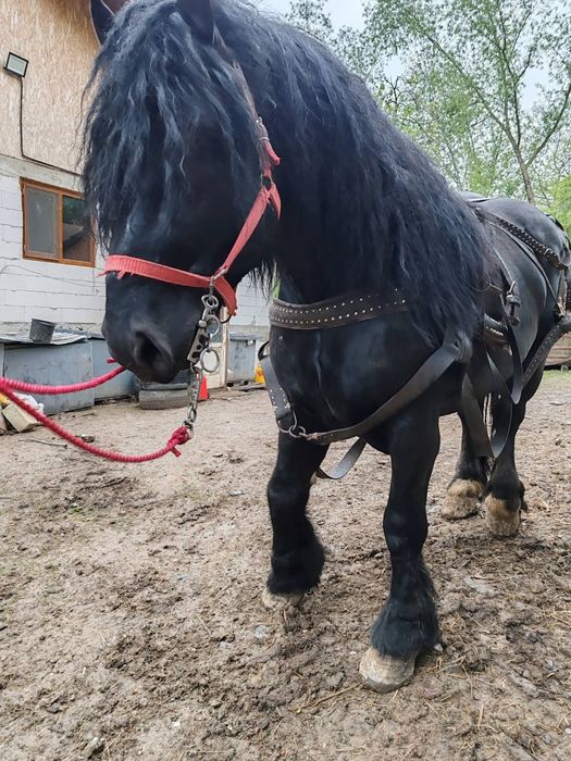 Armăsar bun și frumos