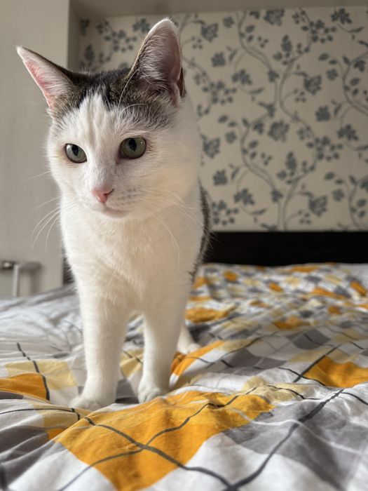 Шикарный котик Тимоша ищет семью