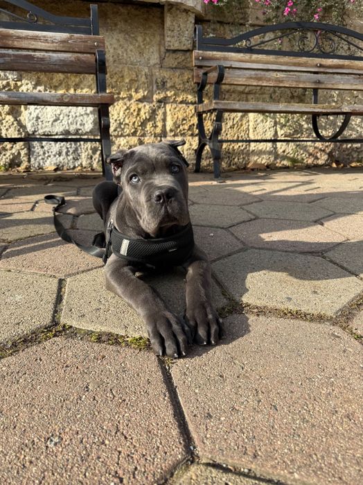 Мъжко кане корсо на 3 месеца