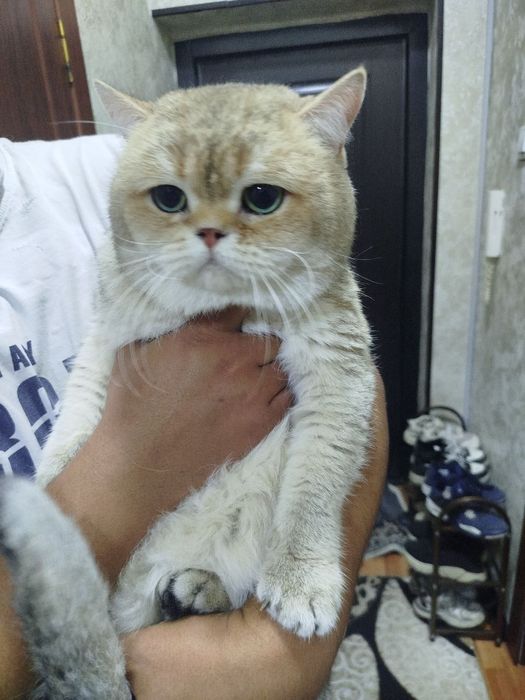 Вязка с британским и  шотландским