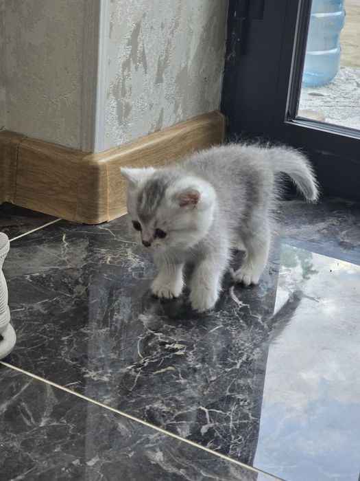 Продаётся серебристый чистокровный шиншила