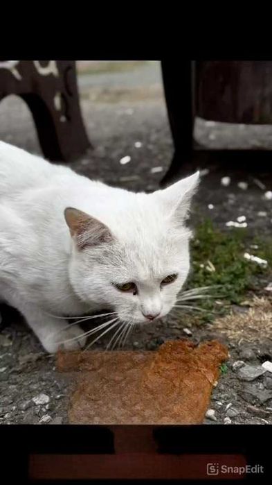 Чей красивый кот?