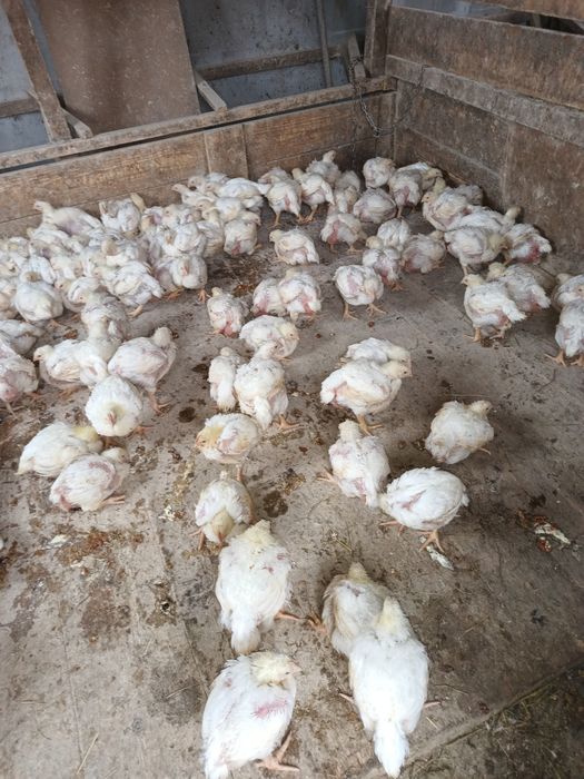 Pui mari albi de carne și rasa mixta cabir