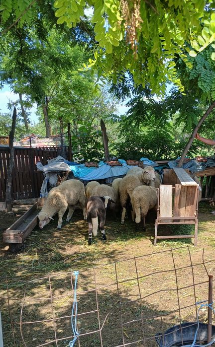 De vânzare 6 miei și 1 berbec