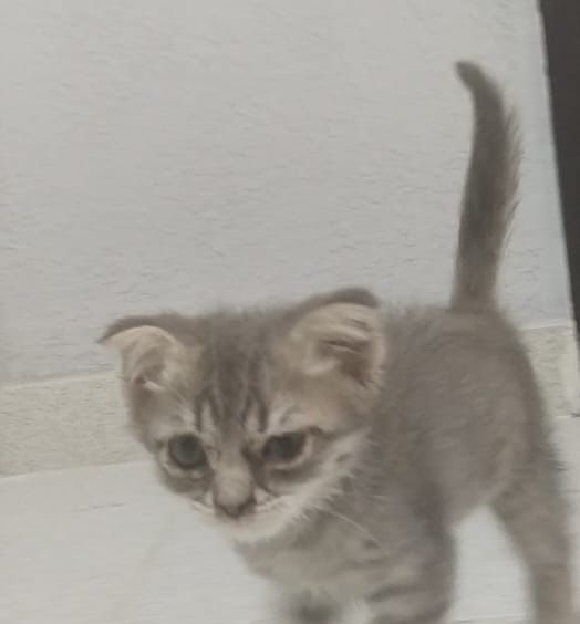 Котенок в хорошие руки