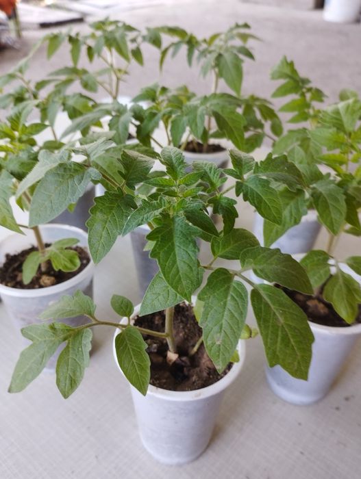 Рассада розовых помидор