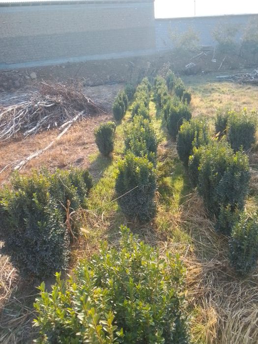 Shamshod manzara uchun