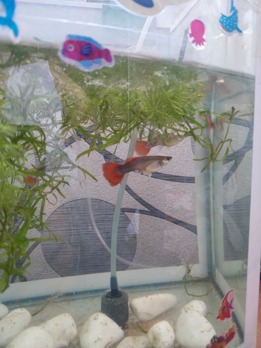 Рыбка гуппи красивые