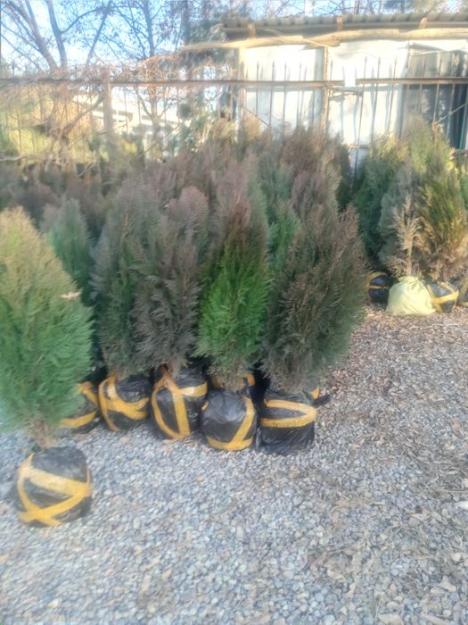 Арча кучатьари сотилади