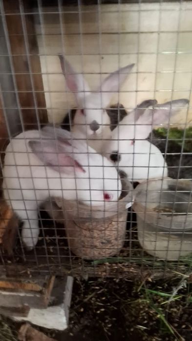 Продам кроликов живых