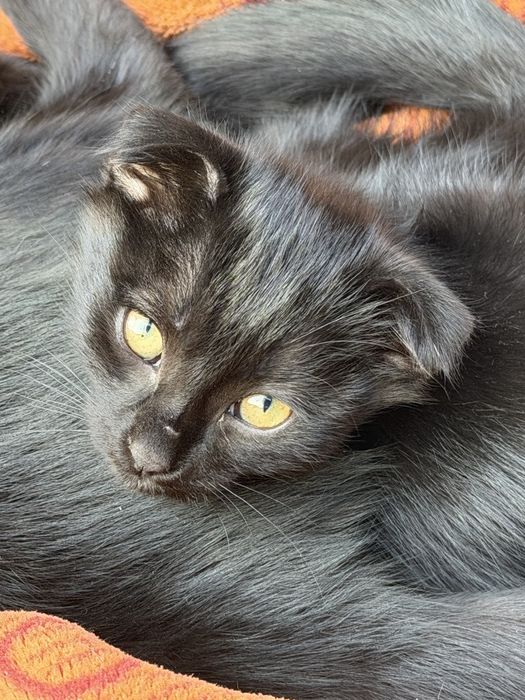 Котята вислоухие