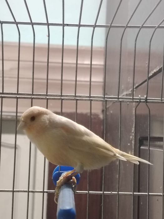 Продам конарейку самка