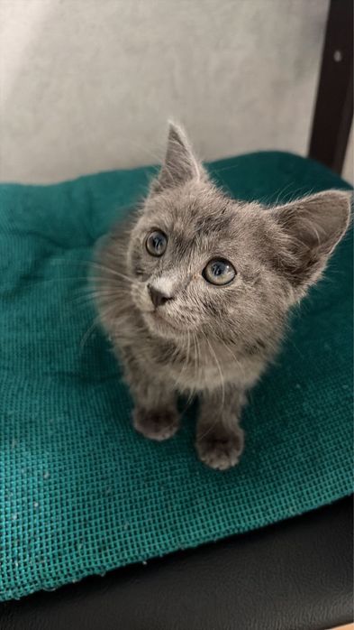 Дарю милого котенка