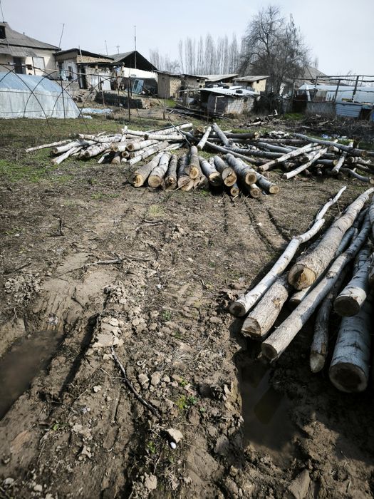 Terak sotiladi 430 oʻlchab kesilgan