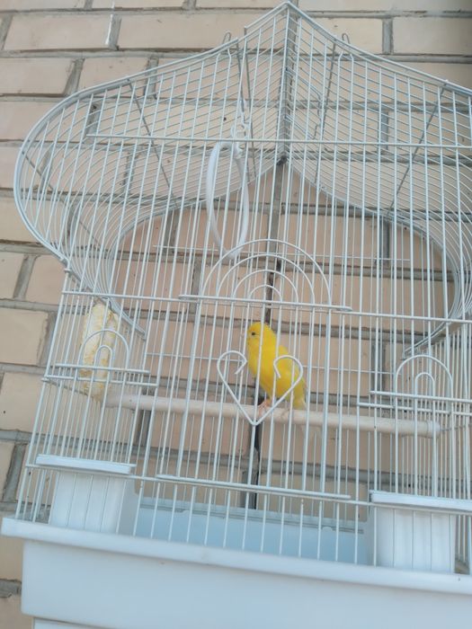 Bulbulcha zoti (erkak)chiroyli sayraydi