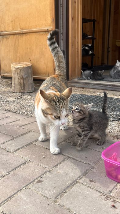 Котята в добрые руки