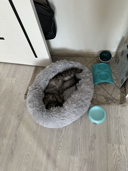 Продается кот британец