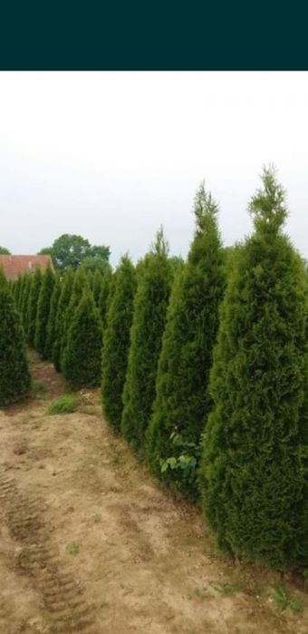 Tuia smaragd de mai multe dimensiuni