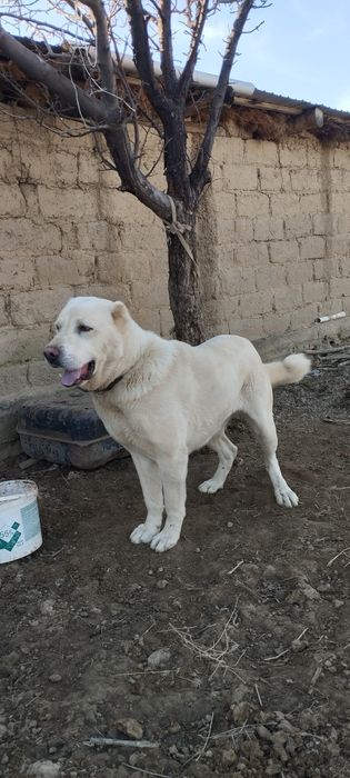 Алабай кабель 2 год