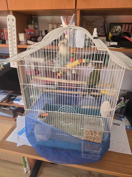 Agapornis, canari rosii, turturele si zebre australiene de vanzare