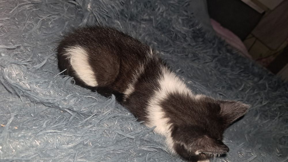 Отдам миленького котёнка мальчик