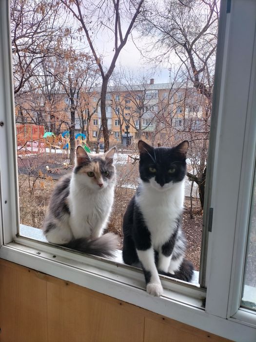 Кошка стерлизованная