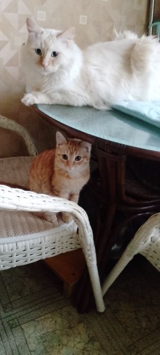 Меня зовут Персик!