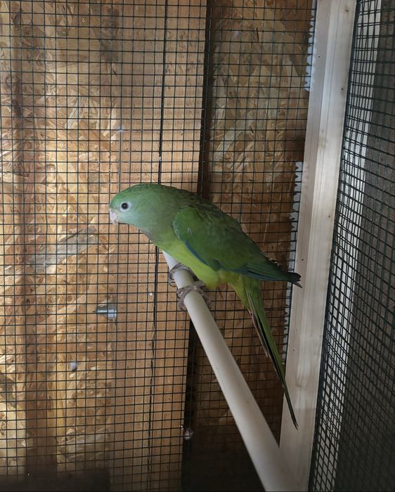 Papagal varsta 2 ani !