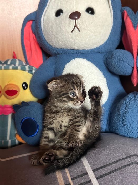 Кошка маленькая.