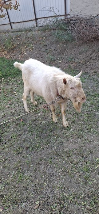 Такка сотилади.ишлаши ракета.
