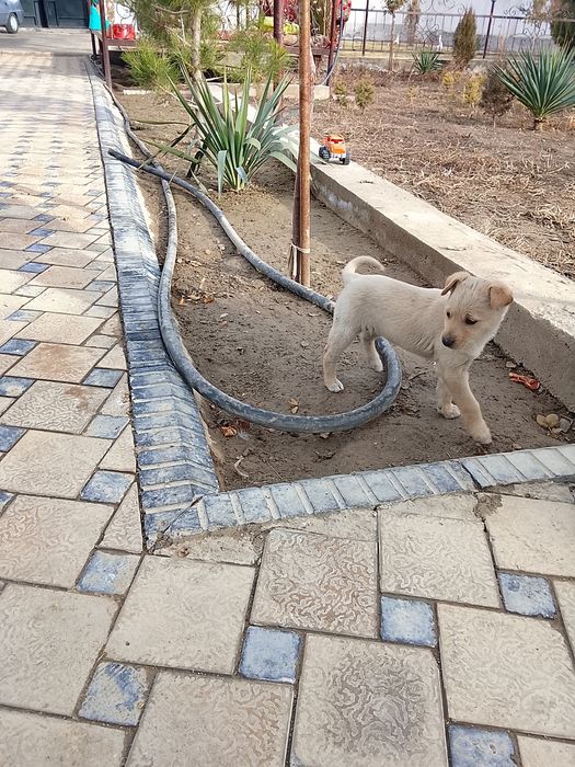 Кушик бар бесплатно