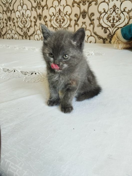 Mushuk bolachalari sotiladi