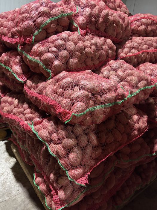 Cartofi consum –  roșii