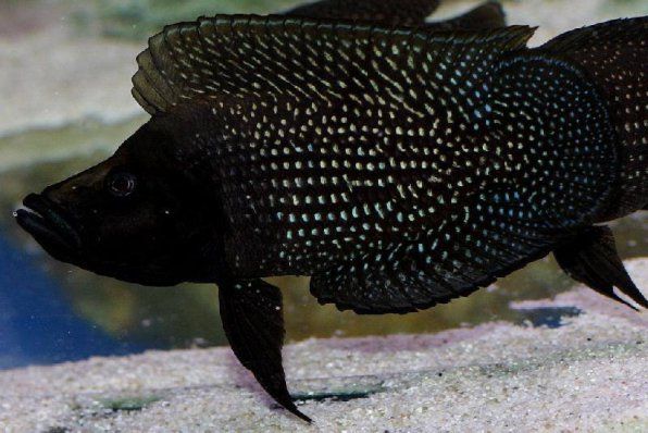 Альтолампрологус кальвус