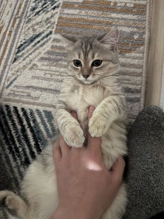 Котик 4 месяц полубританец