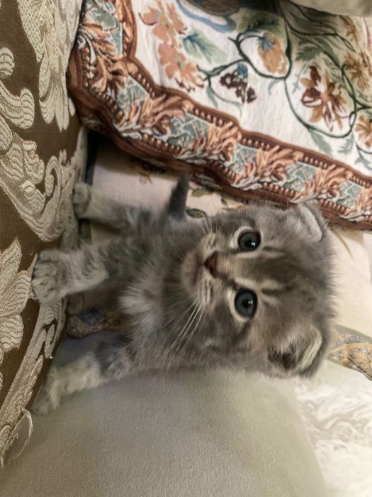 Продаются котята