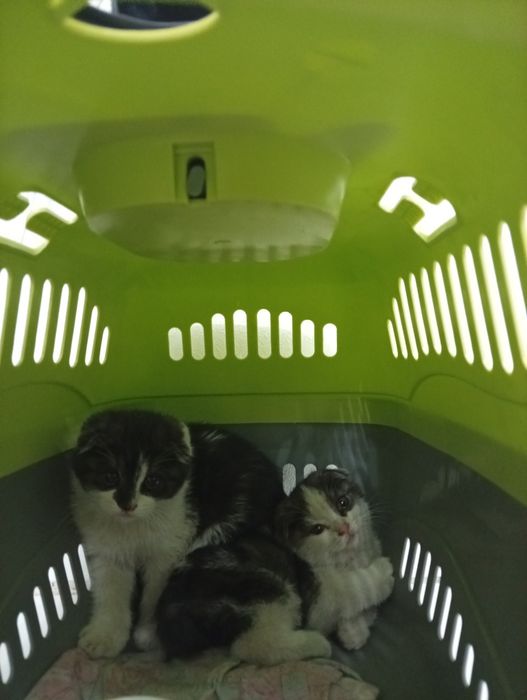 Отдам в добрые руки котят