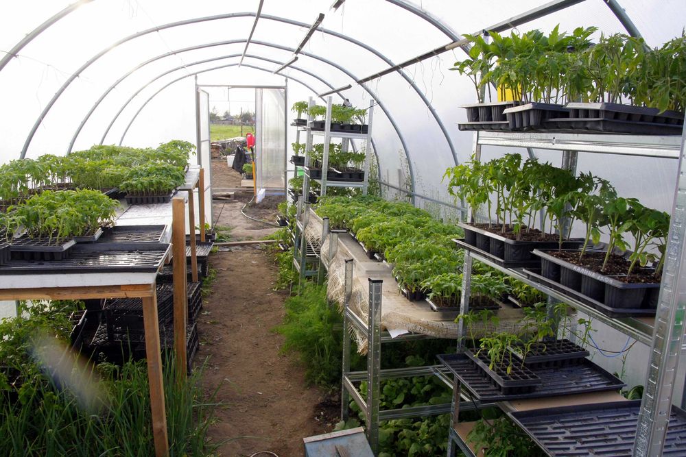 Разсад Домати - Червени Розови - София , с. Бусманци - само на място !