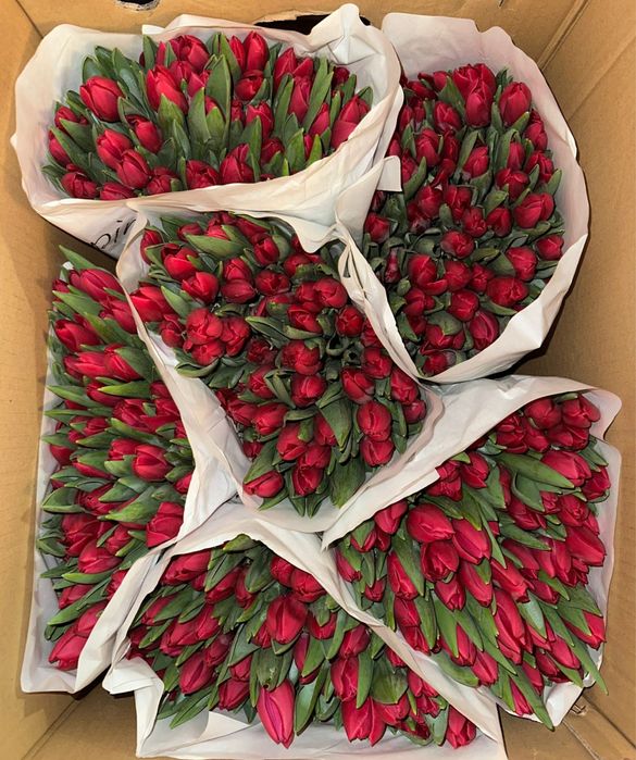 Тюльпаны предзаказ букеты