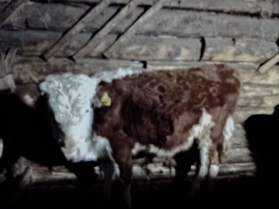 Бұқа саталды 350000 тг