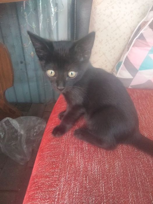 Котенок в добрые руки