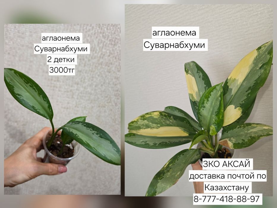 Продам комнатные растения