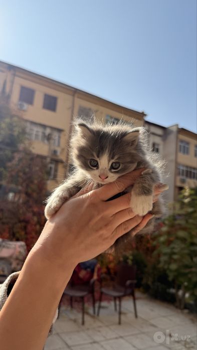 Отдам в хорошие руки