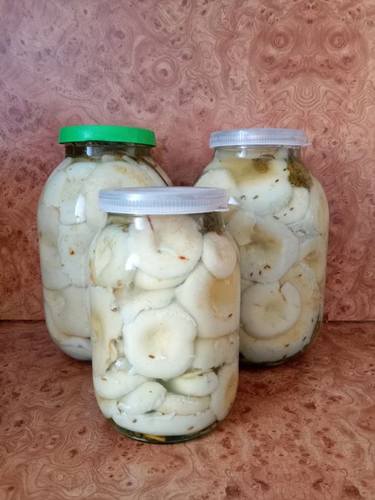 Продам грибы грузди