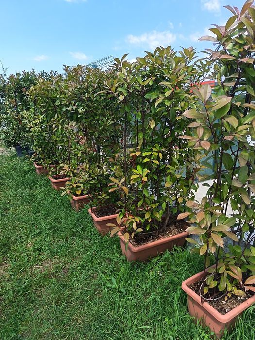 Plante ornamentale copacii Gazon rulou amenajam grădini